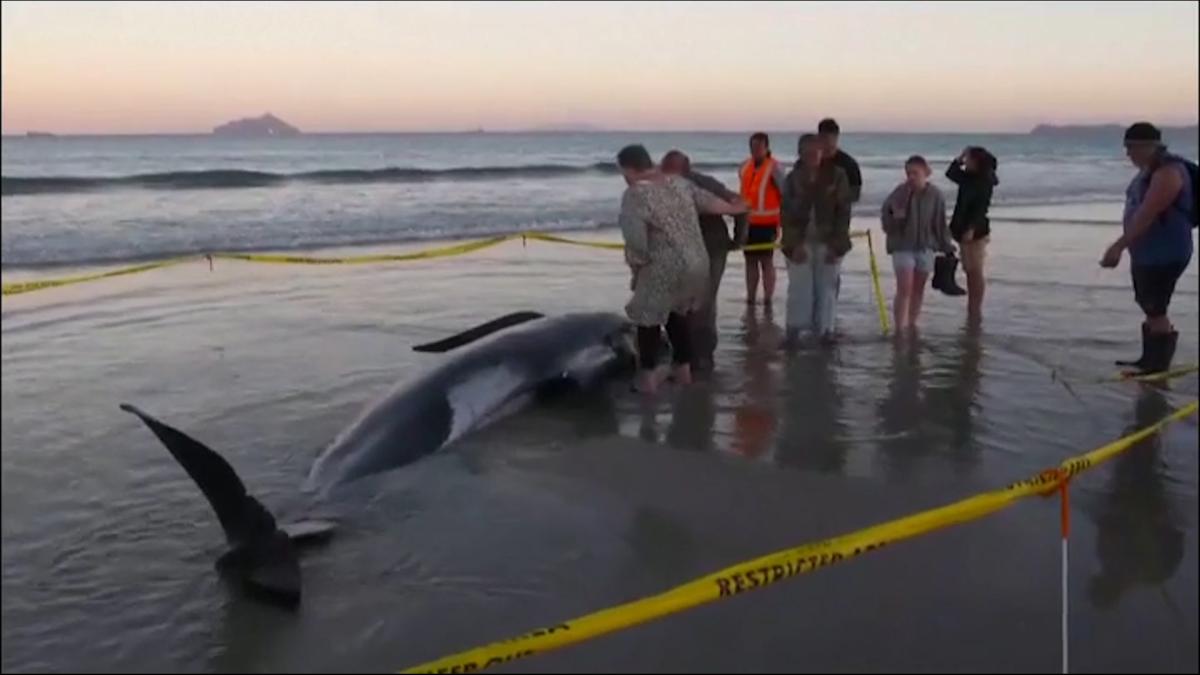About thirty pilot whales return to sea after being trapped on a beach in New Zealand