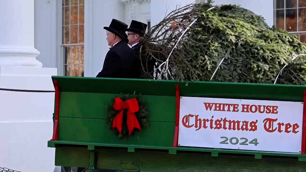 The White House chooses a fir tree that withstood Hurricane Helene as its Christmas tree