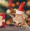 Your cat also deserves a gift for Christmas
