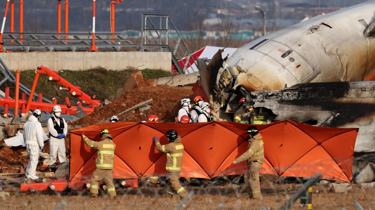 The birds and landing gear hypothesis in the South Korean plane crash