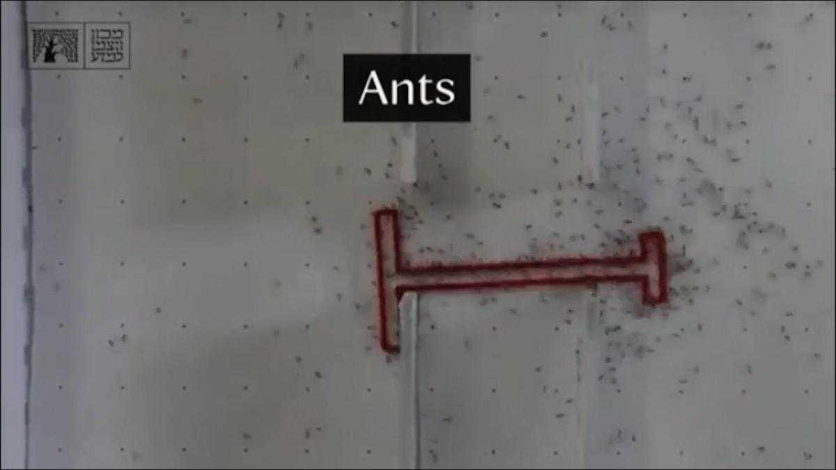 Who works better as a team, ants or humans?