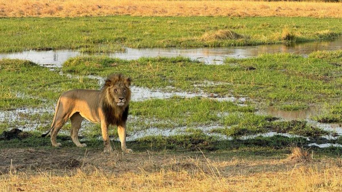 A pen to save the lion