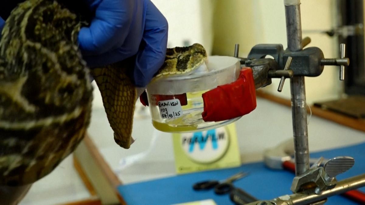 Kenya continues to investigate to cure thousands of snake bites