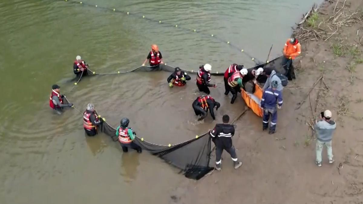 They rescue twenty -seven river pink dolphins trapped away from its tributary