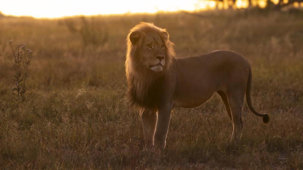A ward of anger by the lion Blondie