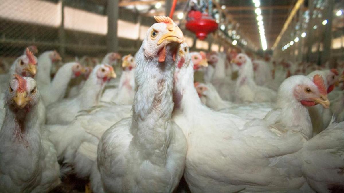 What countries restrict Brazilian chicken imports from aviar flu?